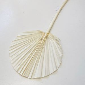 BLEACHED SHELL PALM