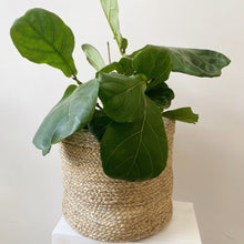 Load image into Gallery viewer, FICUS PLANT IN JUTE BASKET
