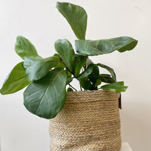 Load image into Gallery viewer, FICUS PLANT IN JUTE BASKET
