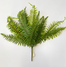 Load image into Gallery viewer, SWORD FERN
